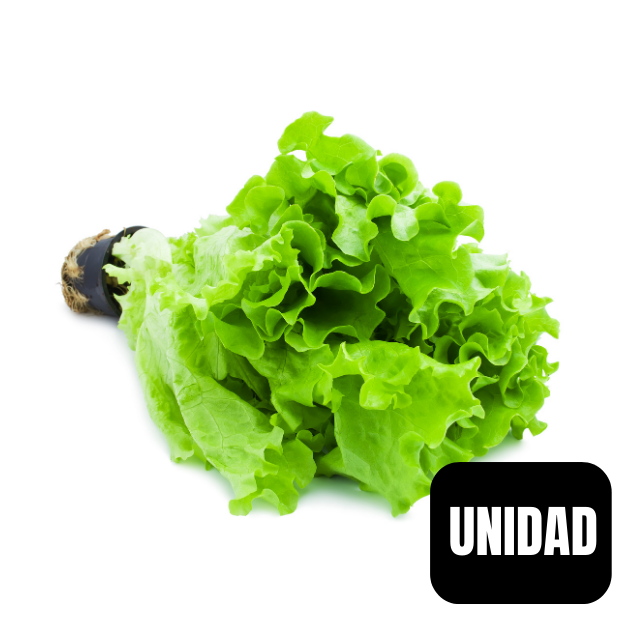 Lechuga Española Hidroponica