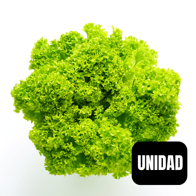 Lechuga Bionda Hidropónica