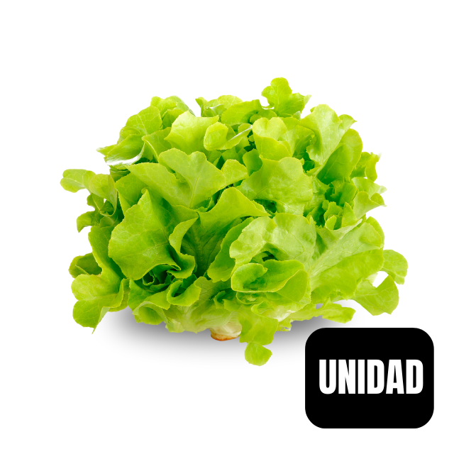 Lechuga Roble Hidroponica