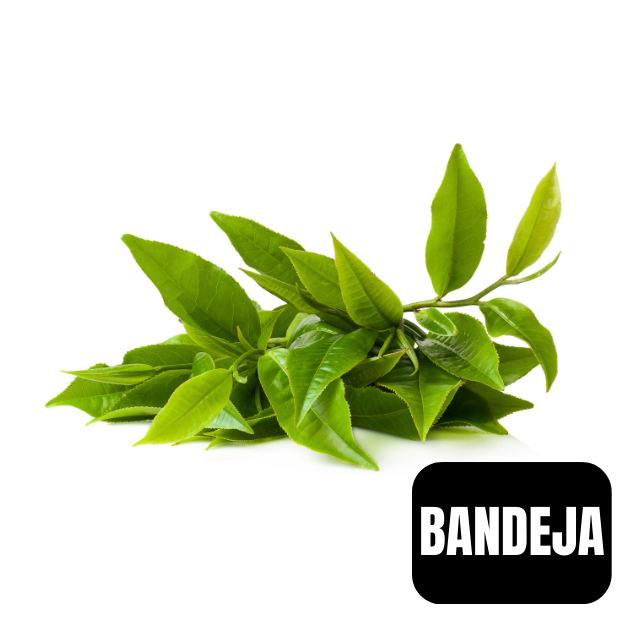 Yerba Luisa bandeja